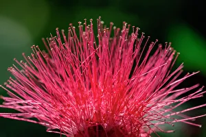 Shrub Prints: Red Powderpuff flower