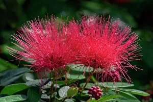 Shrub Prints: Red Powderpuff flower