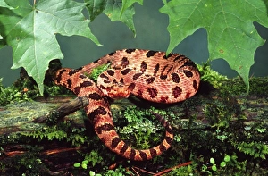 Scary Prints: Red Pygmy Rattlesnake, Sistrurus milaris milaris, E. North Carolina to South Carolina