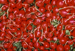Vege Table Prints: Red Radishes at grocery store. North America, USA, Oregon, Portland