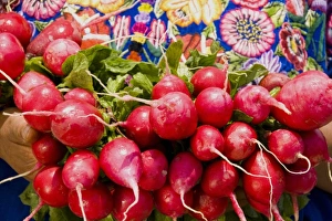Holding Prints: Red radishes from the market in Antigua Guatemala