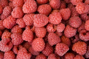 Images Dated 9th June 2007: Red raspberries (Rubus idaeus), before sale to Libertas