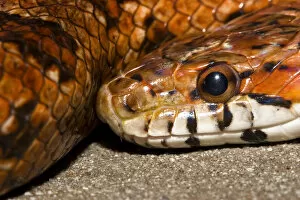 Images Dated 11th November 2004: The red rat snake (Elaphe guttata guttata) is one of the more beautiful snakes found