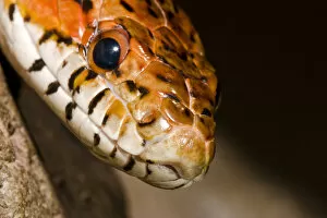 The red rat snake (Elaphe guttata guttata) is one of the more beautiful snakes found