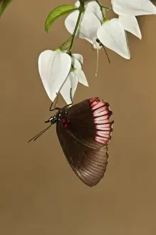 Red Rim or Crimson-banded Black Butterfly (Biblis hyperia), Napo River bordering