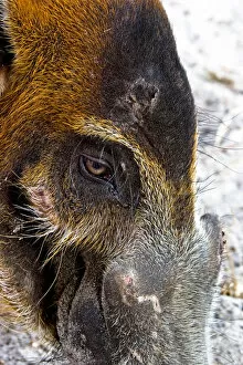 Images Dated 24th March 2006: The Red River Hog (Potamochoerus porcus), is a wild member of the pig family that