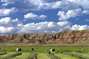 Harvest Prints: Red rock cliffs and newly harvested alfalfa hay near Dubois, Wyoming, USA