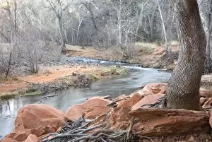 Red Rock and tree roots intertwined on the bank of Oak Creek, Sedona, AZ