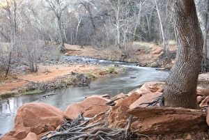 Images Dated 5th July 2005: Red Rock and tree roots intertwined on the bank of Oak Creek, Sedona, AZ