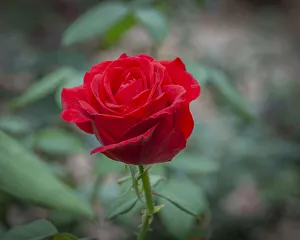 Images Dated 2022: Red Rose