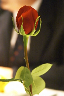 Images Dated 24th August 2005: A red rose decorating the table. The Rosa Negra Restaurant, The Black Rose, Buenos Aires Argentina