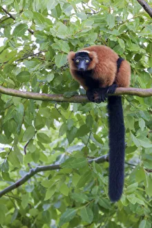 Images Dated 2019 October: Red-ruffed lemur seeks refuge in a tree