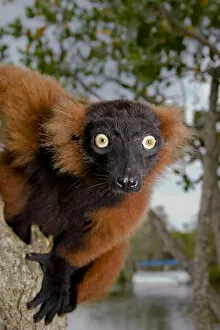 Images Dated 11th May 2004: A red ruffed lemur, Varecia variegata rubra, is now only found in the wild in remaining