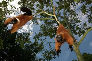 A red ruffed lemur, Varecia variegata rubra, is now only found in the wild in remaining