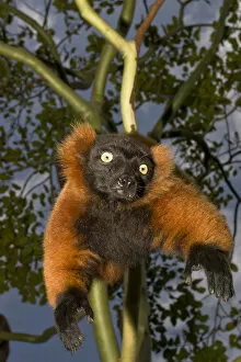 Images Dated 12th May 2004: A red ruffed lemur, Varecia variegata rubra, is now only found in the wild in remaining