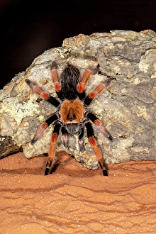 Images Dated 14th September 2024: Red Rump Tarantula, Mexico