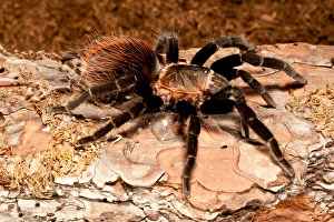 Images Dated 18th August 2011: Red RumpTarantula, Brachypelma vagans
