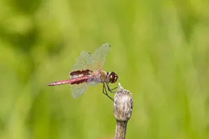 Images Dated 29th May 2017: Red Saddlebags (Tramea onusta) male, Marion County, Illinois