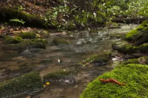 Red Salamander (Pseudotriton ruber) CAPTIVE North Georgia USA