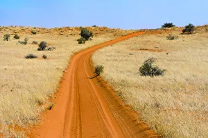 Red sand road in Kgalagadi Transfrontier Park, South Africa
