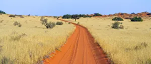 Winding Prints: Red sand road, Kgalagadi Transfrontier Park, South Africa