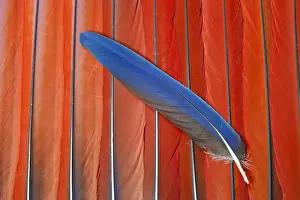 Natural Pattern Prints: Red Scarlet Macaw Tail Feathers overlayed with Blue Tail feather