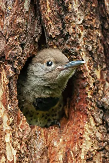Fledgling Prints: Red-shafted flicker chick on the lookout for a parent, Montana, USA