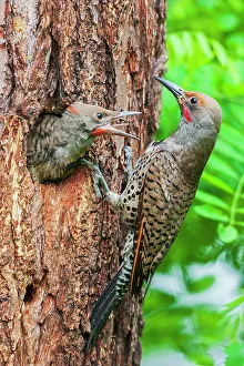 Dead Tree Prints: Red-shafted flicker feeding its chick, Montana, USA