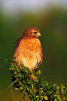 Hawk Prints: Red-shouldered