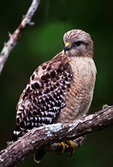 Images Dated 10th March 2006: Red-shouldered Hawk (Buteo lineatus). USA, Florida, Ding Darling National Wildlife Refuge