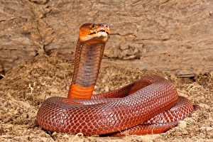 Vertebrate Prints: Red Spitting Cobra, Naja mossambica pallida, Native to Eastern Africa