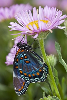 Images Dated 23rd July 2009: Red-Spotted Purple Butterfly, Limenitis astyanax