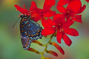 Red Spotted Purple Prints: Red-Spotted Purple Butterfly, Limenitis astyanax