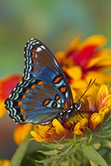 Images Dated 24th July 2009: Red-Spotted Purple Butterfly, Limenitis astyanax