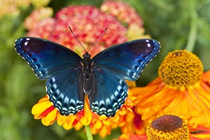Images Dated 23rd July 2009: Red-Spotted Purple Butterfly, Limenitis astyanax