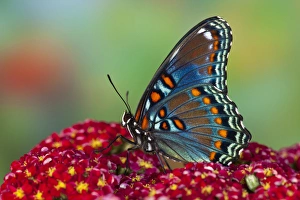 Images Dated 24th July 2009: Red-Spotted Purple Butterfly, Limenitis astyanax