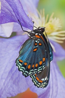 Images Dated 24th July 2009: Red-Spotted Purple Butterfly, Limenitis astyanax