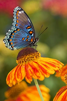 Images Dated 25th July 2009: Red-Spotted Purple Butterfly, Limenitis astyanax