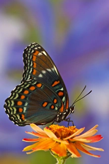 Images Dated 26th July 2009: Red-Spotted Purple Butterfly, Limenitis astyanax