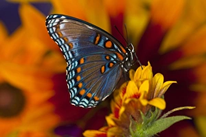 Images Dated 26th July 2009: Red-Spotted Purple Butterfly, Limenitis astyanax
