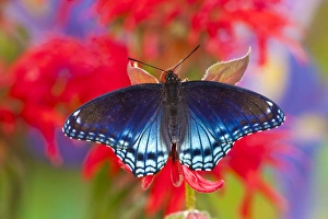 Images Dated 25th July 2009: Red-Spotted Purple Butterfly, Limenitis astyanax