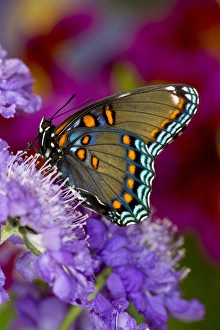 Red-Spotted Purple Butterfly, Limenitis astyanax