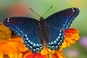Images Dated 24th July 2009: Red Spotted Purple Butterfly, Limenitis astyanax