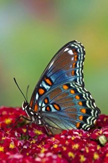 Images Dated 24th July 2009: Red Spotted Purple Butterfly, Limenitis astyanax