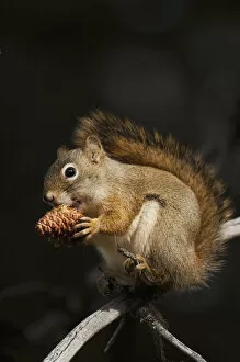 Red Squirrel Eating Pine Nutd
