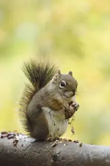 S Eed Prints: Red Squirrel, Pine Squirrel, Tamiasciurus hudsonicus