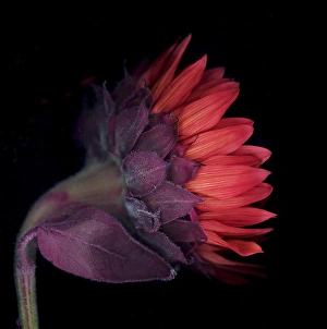 Helianthus Prints: Red sunflower on black background