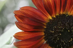 red sunflower closeup