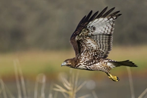 Hawk Prints: Red-tail Hawk