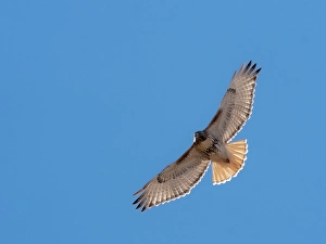 Hawk Prints: Red-tailed hawk, Bernardo Wildlife Area, New Mexico